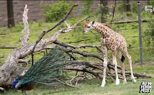 这树枝怎么会动呢？长颈鹿不淡定了！