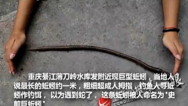 【拍客】重庆綦江发现“史前巨蚯蚓” 像蛇一样长