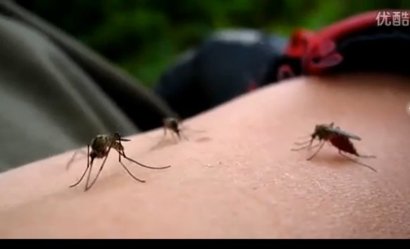 高清观看蚊子吮血过程
