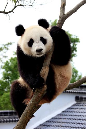 大熊猫萌萌的高危险动作