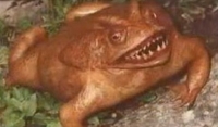实拍世界未知的诡异生物：恐怖青蛙长满嘴獠牙 